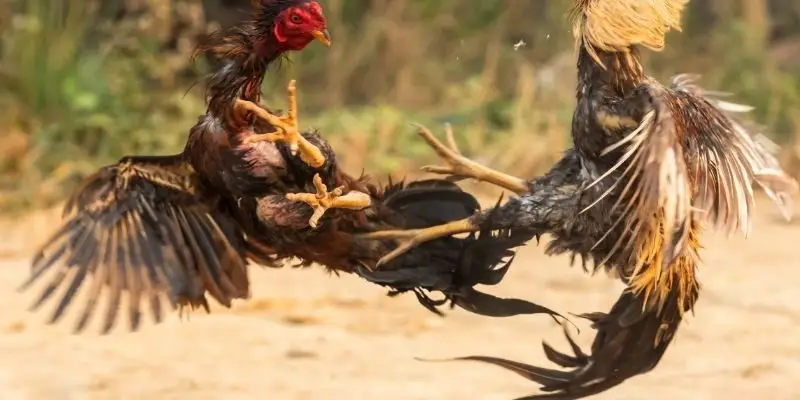 Chi tiết các quy định xuất hiện trong đá gà Thomo