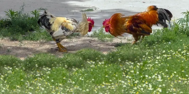 Đá gà thomo - Hình thức giải trí hấp dẫn cuốn hút 