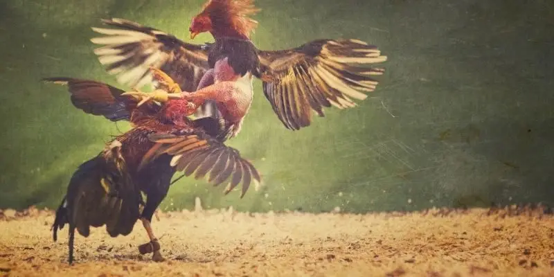 Đá Gà Thomo 789Win - Nơi Theo Dõi Trận Chiến Đỉnh Cao