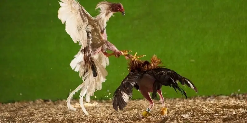 Khái quát chung về đá gà Thomo đến thành viên