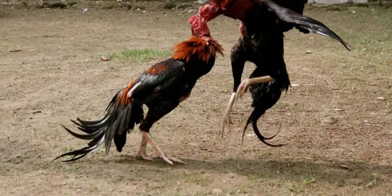 Kinh nghiệm đặt cược đá gà chiến thắng lớn mỗi ngày